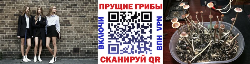 сайты даркнета наркотические препараты  Туапсе  Псилоцибиновые грибы Psilocybine cubensis 